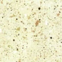 Kép 1/2 - Munkalap vízzáró profil D93 QZ Chip sand 4793 4,2fm Beige